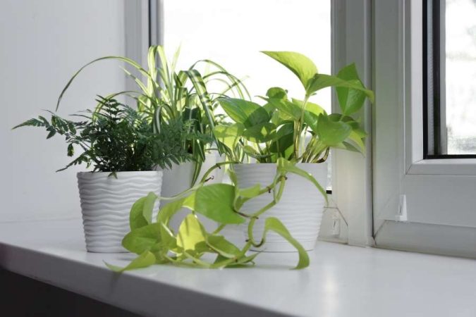 Plusieurs plantes vertes en pots, dont un pothos lumineux, sont disposées sur le rebord blanc d'une fenêtre ensoleillée.